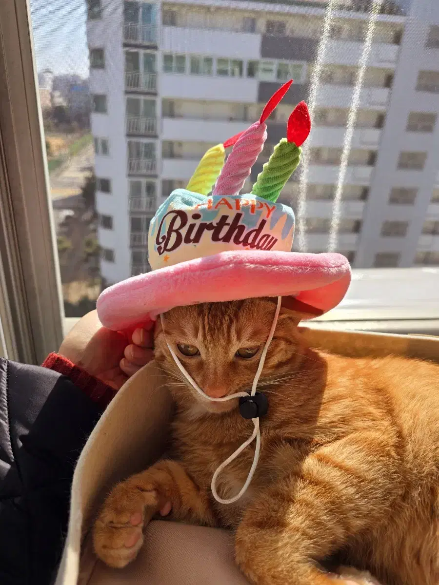 반려동물 강아지 고양이 생일파티 모자 바스락 장난감